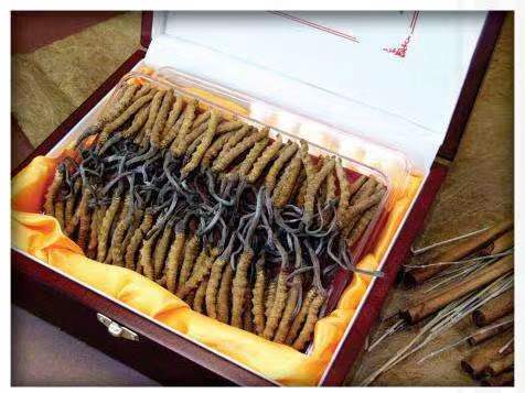 青白江冬虫夏草回收